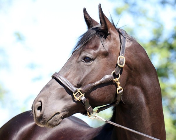 stallion Sir Arthur Carrus 220 FIN (Hanoverian, 2017, from San Amour I)