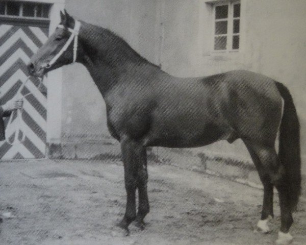 stallion Winzer Mo 1233 (Heavy Warmblood, 1964, from Wesir ox Mo 1129)