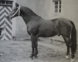 stallion Winzer Mo 1233 (Heavy Warmblood, 1964, from Wesir ox Mo 1129)