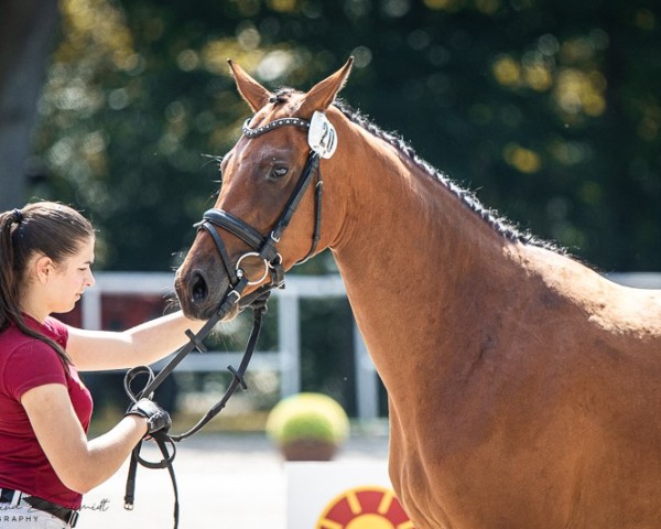 jumper Carrera P (German Sport Horse, 2021, from Cabrio van de Heffinck)