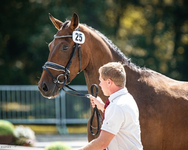 jumper Tijuana (German Sport Horse, 2021, from Cornetino 231 FIN)