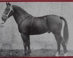 stallion Caprivi Mo 1267 (Heavy Warmblood, 1966, from Cabinett Mo 1220)