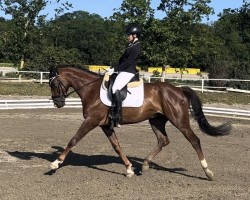 dressage horse Revelation vd Bisschop (Belgian Warmblood, 2017, from Revolution)