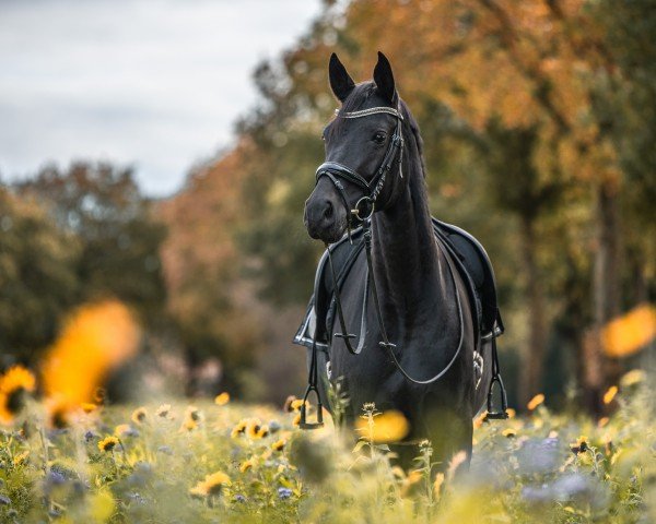 broodmare Her Romance (Oldenburg, 2018, from Fürst Romancier)