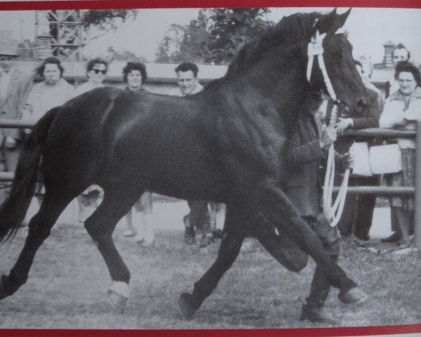 stallion Folkert Mo 1138 (Heavy Warmblood, 1957, from Format Mo 1091)