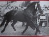 stallion Folkert Mo 1138 (Heavy Warmblood, 1957, from Format Mo 1091)