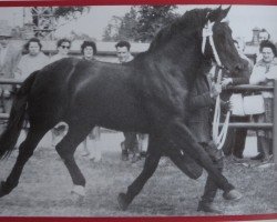 Deckhengst Folkert Mo 1138 (Schweres Warmblut, 1957, von Format Mo 1091)