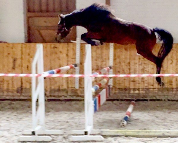 jumper Casella de Revel ZD (Holsteiner, 2021, from Casall Ask)