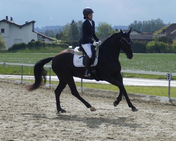 broodmare Fantastic Fleur 3 (Hanoverian, 2016, from Fürsten-Look)