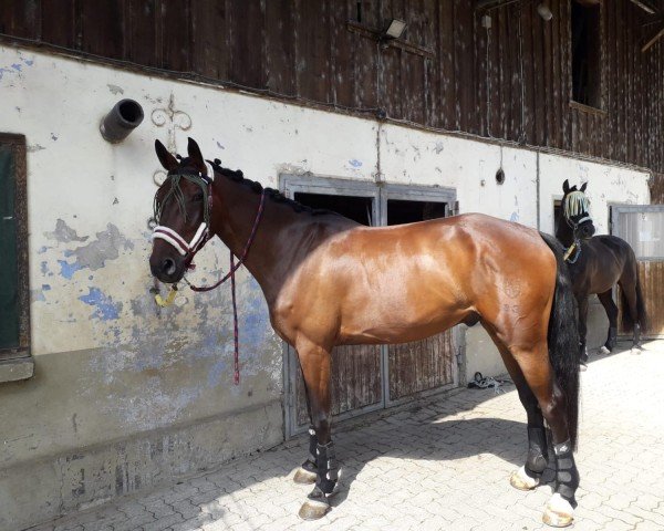 Springpferd Campitello 9 (Deutsches Reitpferd, 2018, von Campitello)