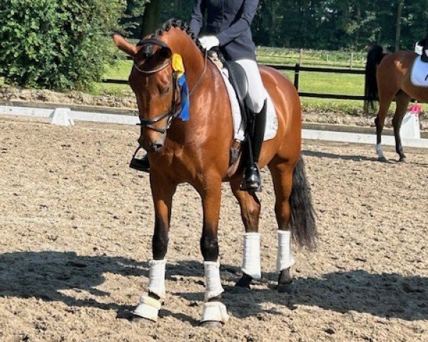 dressage horse Fraser River G (Hanoverian, 2020, from Fürsten-Look)