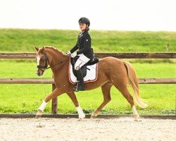 broodmare Roeventerpeelhoeve Juwel (Welsh-Pony (Section B), 2009, from Glansevin Graffiti)