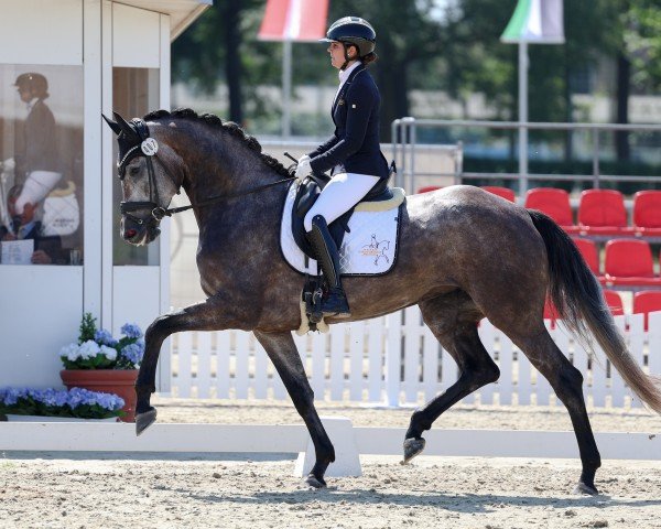 dressage horse Zinderella PPS (Hanoverian, 2020, from Blue Hors Zackerey)