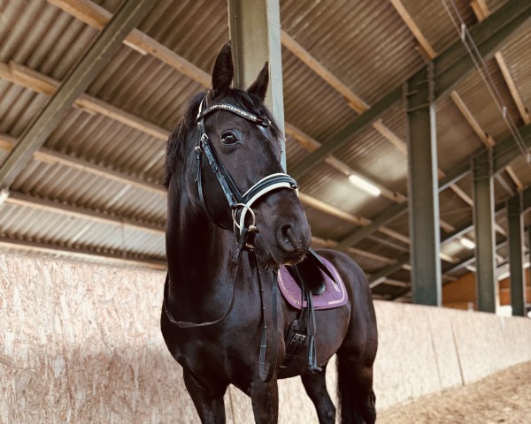 jumper Nobility (German Riding Pony, 2016, from Nadir vom Splitting WE)