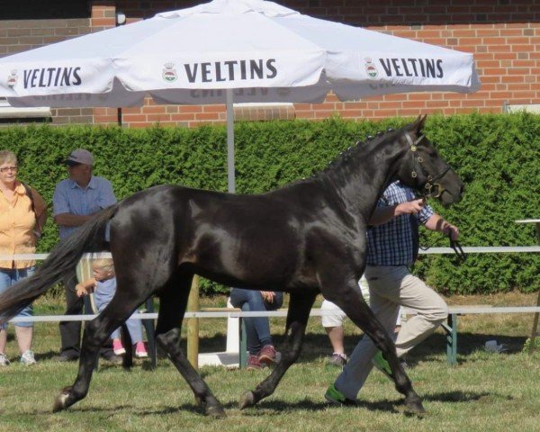 jumper Nobility (German Riding Pony, 2016, from Nadir vom Splitting WE)