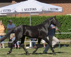 jumper Nobility (German Riding Pony, 2016, from Nadir vom Splitting WE)