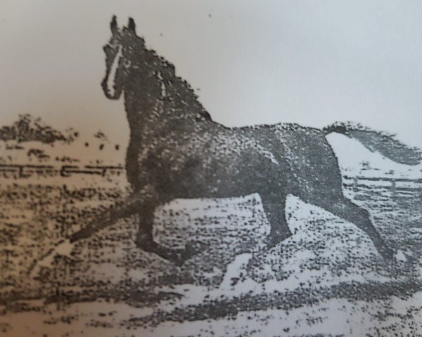 stallion Hassan 1906 ox (Arabian thoroughbred, 1912)