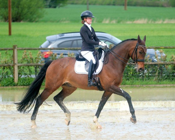 dressage horse Furio 28 (Westphalian, 2008, from Florestan I)