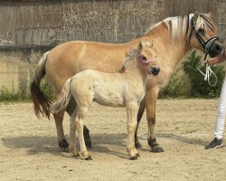 foal by Kataléa von der Marien-Quelle (Fjord Horse, 2024, from Isko)