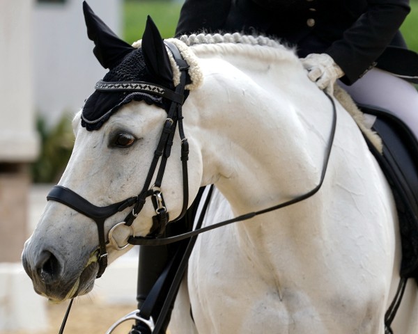 dressage horse Bacardi 35 (Trakehner, 2008, from Polarion)