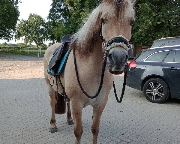 horse Klosterhof's Ronsen Baron (Fjord Horse, 2009, from Resen N.2673)