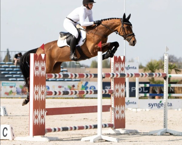 horse Sisi Sza (Polish Warmblood, 2013, from Szkrab)