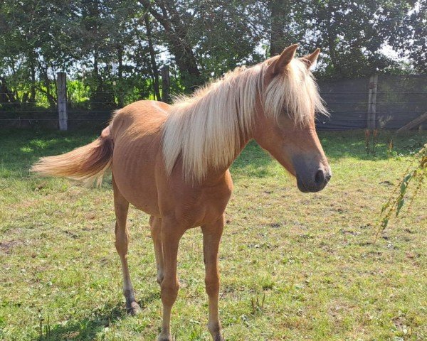 Pferd Misses Marilyn (Arabo-Haflinger, 2023, von Stalut)