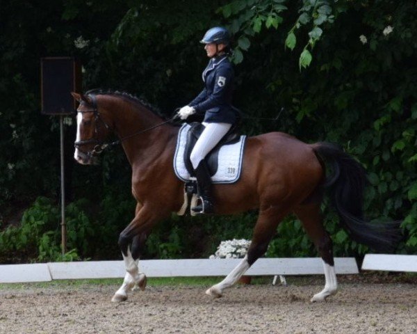 jumper Quennessy (Hanoverian, 2010, from FRH Quaid)