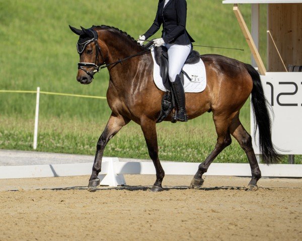 Dressurpferd Lema Ragtime CH (Schweizer Warmblut, 2016, von Rubin Royal OLD)