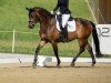 dressage horse Lema Ragtime CH (Swiss Warmblood, 2016, from Rubin Royal OLD)