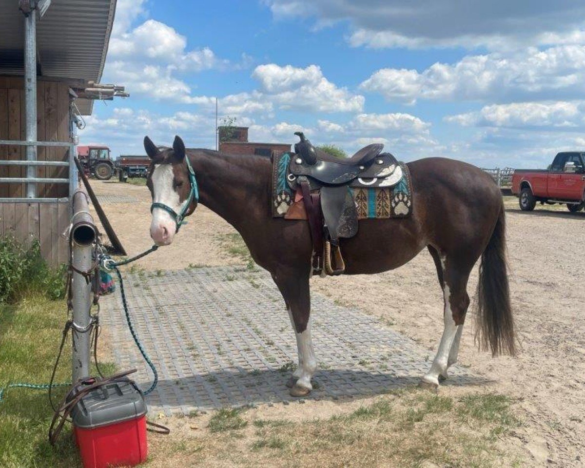 horse Shesa Painted Wimpy (Paint Horse, 2016)
