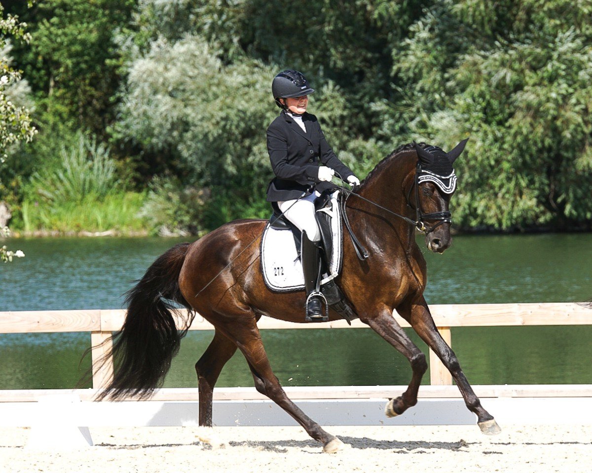 Dressurpferd Florentine 149 (Deutsches Sportpferd, 2020, von Fürst Wilhelm)