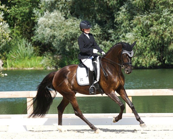 dressage horse Florentine 149 (German Sport Horse, 2020, from Fürst Wilhelm)