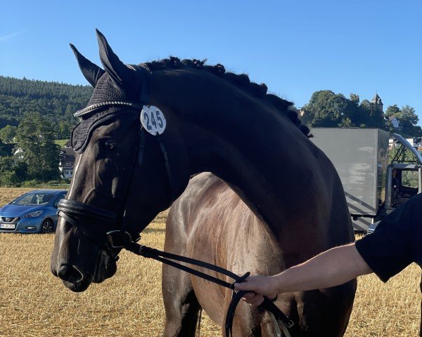 dressage horse Rock me Rudi D (Westphalian, 2020, from Rock for Me)