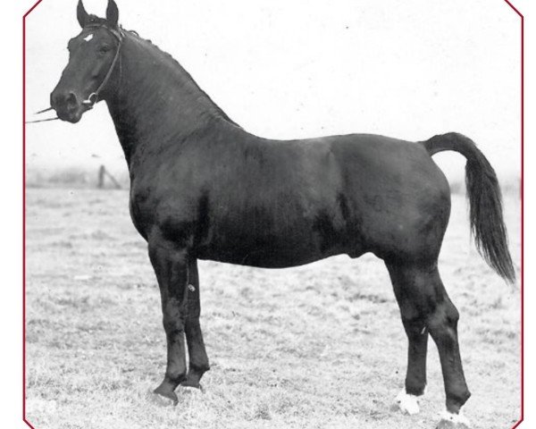 stallion Alexander (Alt-Oldenburger / Ostfriesen, 1955, from Alex)