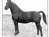 stallion Alexander (Alt-Oldenburger / Ostfriesen, 1955, from Alex)