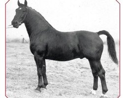 Deckhengst Alexander (Alt-Oldenburger / Ostfriesen, 1955, von Alex)