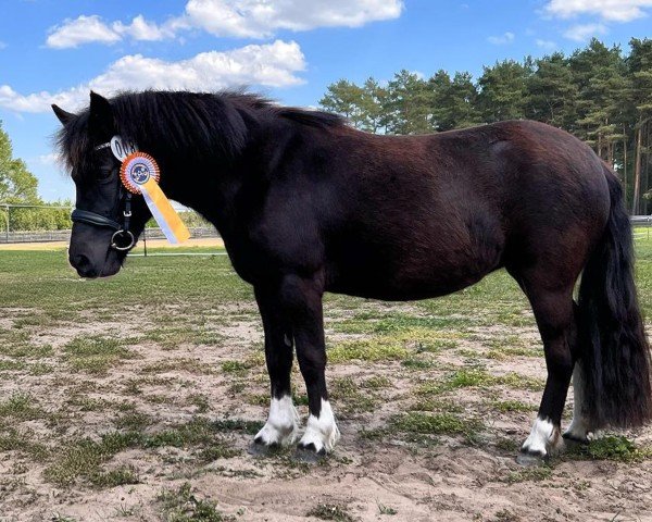 broodmare Fiona vom Rabenschloss (Dt.Part-bred Shetland pony, 2019, from Asterix)