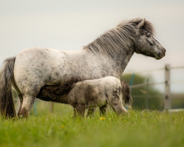 Zuchtstute Columbia (Dt.Part-bred Shetland Pony, 2019, von Vaderhoeve's Shaggy)