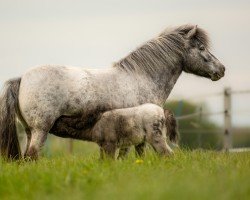 horse Columbia (Dt.Part-bred Shetland Pony, 2019, from Vaderhoeve's Shaggy)