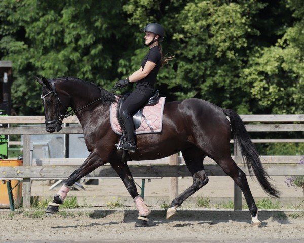 dressage horse Birmingham's Bijou (Hanoverian, 2019, from Birmingham)