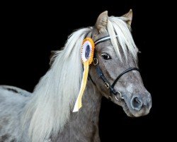 broodmare Flora vom Gothensee (Dt.Part-bred Shetland pony, 2019, from Finn)