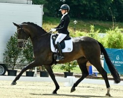 dressage horse Sanna von der Weide (Hanoverian, 2018, from Secret)