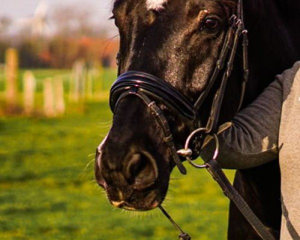 dressage horse Mr. Murphy 8 (Hanoverian, 2014, from Métall)