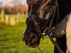 dressage horse Mr. Murphy 8 (Hanoverian, 2014, from Métall)