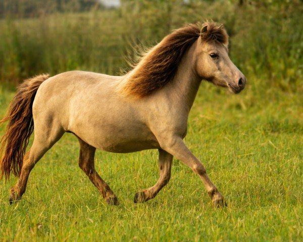 horse Velvet Rose vom Heideland (Dt.Part-bred Shetland pony, 2021, from Willow vom Olendiek)