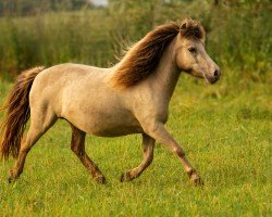 horse Velvet Rose vom Heideland (Dt.Part-bred Shetland Pony, 2021, from Willow vom Olendiek)