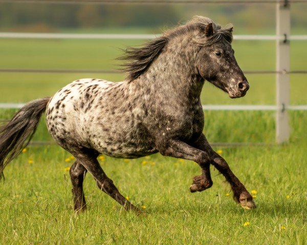 stallion Sun Dancer (Dt.Part-bred Shetland pony, 2020, from Supervisor van de Achterhoek)