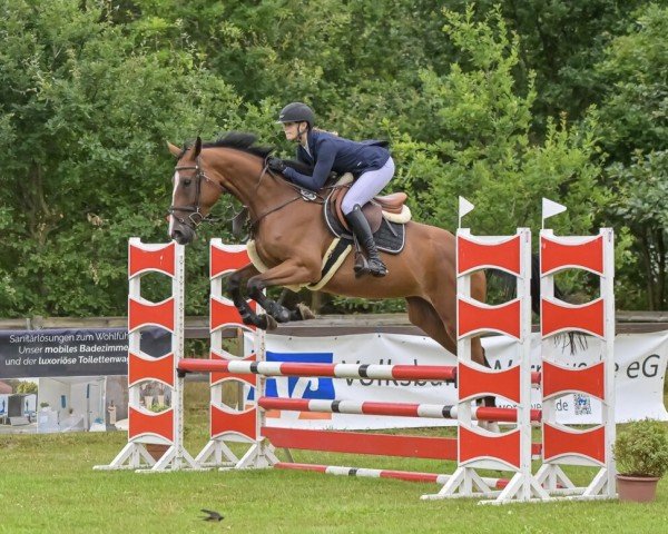 jumper Daliya Polyheart (Belgian Warmblood, 2020)