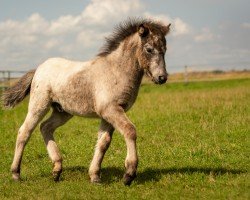 Fohlen von Khalido von der Prignitzweide (Dt.Part-bred Shetland Pony, 2024, von King Lui vom Olendiek)